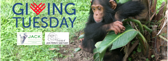 GIVING TUESDAY – From rescue to refuge