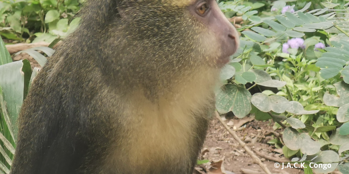 the Lesula species - J.A.C.K Primate Sanctuary