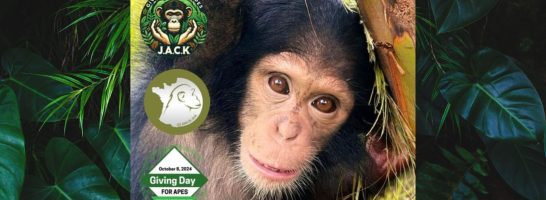 GIVING DAY FOR APES – Thank you!