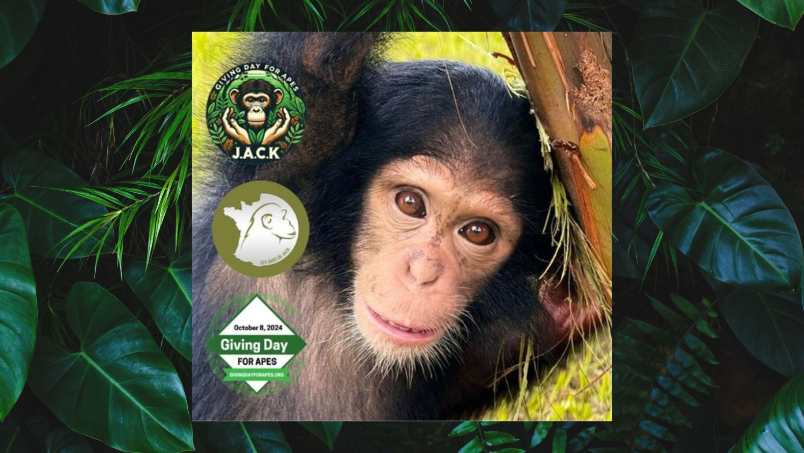 GIVING DAY FOR APES – 12 days to go!