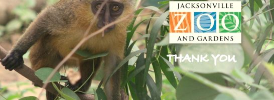 MONKEY NURSERY – more developments thanks to the Jacksonville Zoo