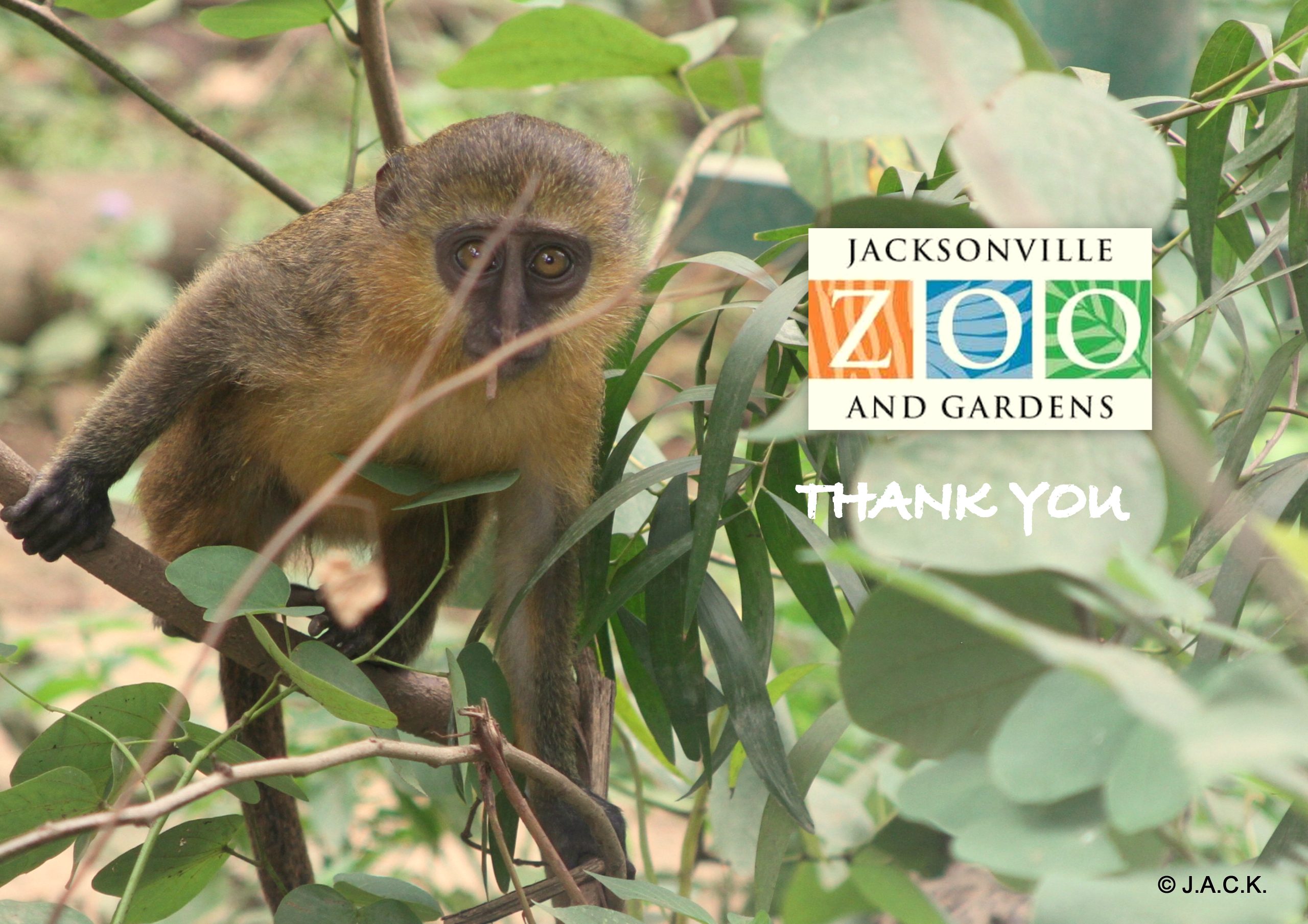 MONKEY NURSERY – more developments thanks to the Jacksonville Zoo